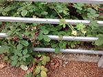 blackberry bushes poking through railings