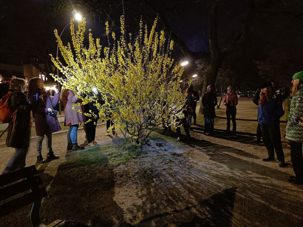 a group of people standing around a bright yellow forsythia bush in the dark with bright street lights casting long shadows